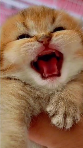 Kitten Calling Mom Cat for Help 😻Real Kitten Meow Sound #shorts #meow #kitten