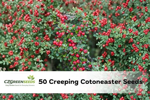 50 Creeping Cotoneaster Seeds | Low Growing Ground Cover Shrub, Red Berries - Etsy