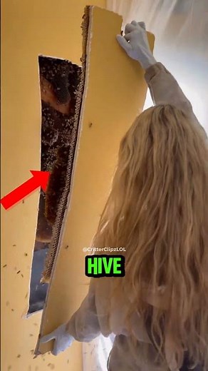 Top 4 Shocking Creatures Found Living Inside People’s Walls