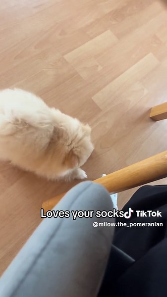 10 Things to Know Before Owning a Pomeranian: From Couch Cuddles to Sock Stealing