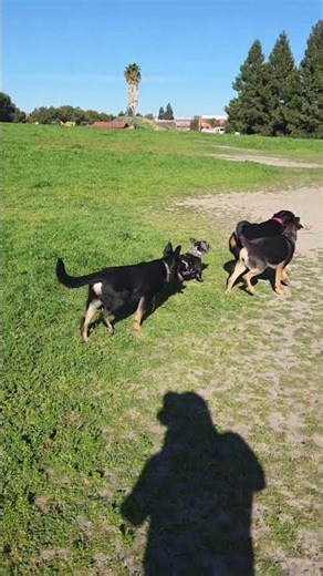Yuki playing with a couple Rottweiler/German Shepherd puppies at Rocky Mermorial Dog Park
