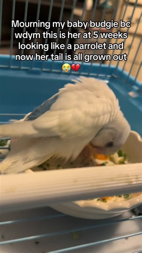 Budgie growth stages: 5 weeks to grown tail explained