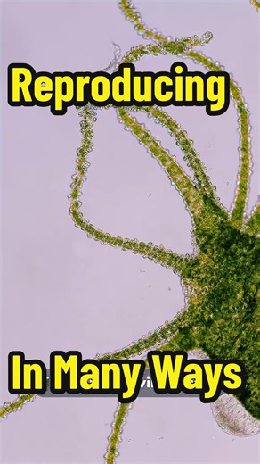 The Many Ways Hydra Reproduce (Footage provided by @Jam's Germs ) #microcosmos #journeytothemicrocosmos #microorganism #microscope #hydra #reproduce #many #ways