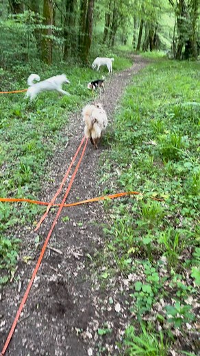 Hummmm c’est bon la salade 🤣 | Doggies & compagnie