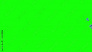 Swarm of 8 Blue Adonis Butterflies - Flying Transition - Green Screen - Realistic 3D animation isolated on green background