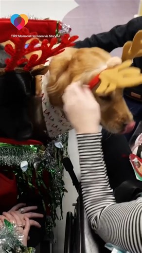 Annie and Pilot, two facility dogs at the TIRR Memorial Hermann in Houston, Texas, are usually hospital helpers. But they recently took on new roles as Santa's helpers to deliver ornaments and stickers to kids and adults battling complex conditions. The dogs “assist in therapy sessions, providing remarkable physical, emotional, and psychological benefits for these patients,” the hospital said. #christmas #dogs #goldentretriever | The Uplift
