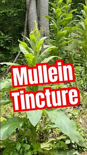 Let’s make a mullein tincture