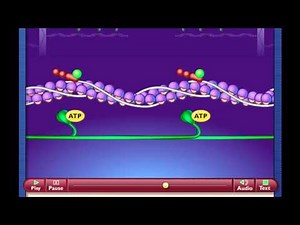 contraction musculaire.mp4