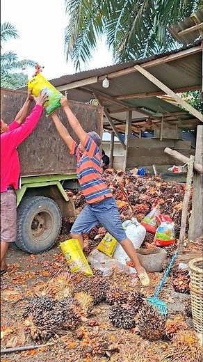 load the oil palm fruit properly