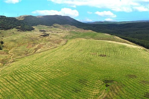 Perkins Forest, Mataura, Gore, Southland