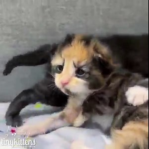 184K views · 36K reactions | Epic kitten battle!  Fall in love with Runa, Peanut and their ridiculously adorable family on our rescue livestream: TinyKittens.com/live #rescuecat #rescuedismyfavoritebreed #kittens #compassion #adoptdontshop | Tinykittens | Facebook