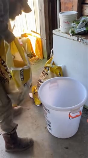 Sara on Instagram: "*actually read the recipe in the caption NOT what’s on video as there was mistakes and it couldn’t be re edited* The only chicken feed recipe youll need #chickenfeed buy organic if you can or local… however I made this video for a specific brand … @tractorsupply Organic and non gmo grains will always be better I sub wheat for corn as well 40lbs cracked corn ( can sub for wheat esp in summer ) 15lb sunflower seeds 15lbs oats 1-2 cups wormwood (only add to one batch in the spri