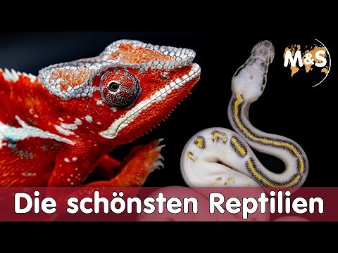 The most beautiful REPTILES in the WORLD