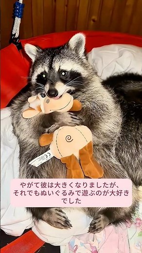この家族が壁の後ろに閉じ込められた赤ちゃんアライグマを救出して、そして...