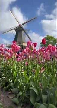 Tulip Time River Cruise