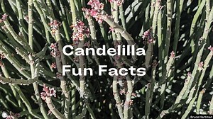 Did you know that many common products like lipstick and vinyl records use/have used candelilla wax? | Wyler Aerial Tramway - Texas Parks & Wildlife