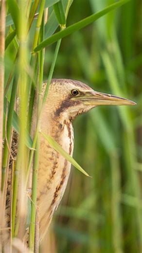 GOOD NEWS: Bitterns are booming! 💚 Once extinct as breeding birds in the UK, Bitterns are making an incredible recovery...with another record-breaking year. Watch the video to find out more. Sound on. 🔊 | RSPB