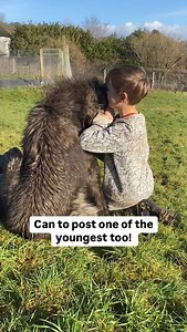#thewolfanddogdevelopmentcentre #wolf #cornwall #wolves #wolfdog #wolfwise #thehemeneapproach #dogbehavior #personaldevelopment #caninebehavior | The Wolf and Dog Development Centre