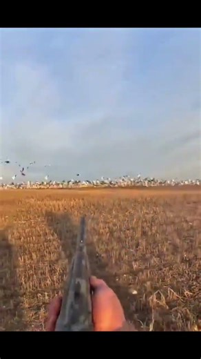 Hidden in the field… BOOM! Snow goose down! #snowgeese #goose #goose #hunting #jumpshot #shorts