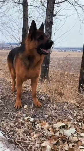 #Legal Hunting Abroad #German Shepherd Dog