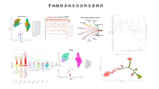 单细胞转录组生信分析-文本格式（txt\csv），h5格式数据矩阵，读取整理