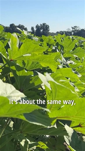 On this special on the WCBD app, viewers can learn about the heart behind the fall harvest and native plants in the Lowcountry, like Joseph Fields who is in this video.🌾🚜🌽 We had the opportunity to speak with three generational farmers on Johns Island and the owner of the native plant nursery, Roots and Shoots, in West Ashley. Our conversations were all centered around preparing produce and plants for autumn. However, we delved deeper into their individual stories of history, heritage, passio