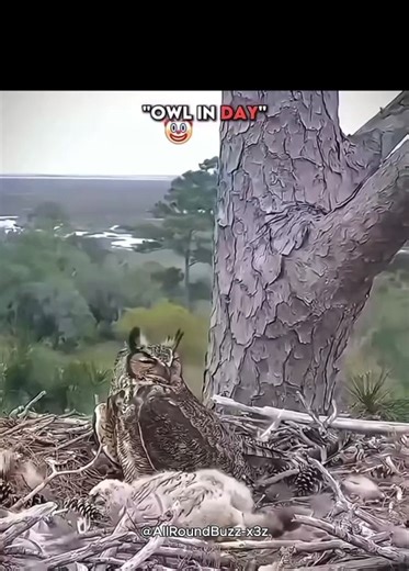 The Owl: From Bullying Target to Ultimate Predator 🦉🔥