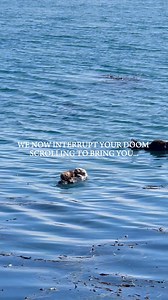 31K views · 729 reactions | Important alert: extremely cute otters detected. Please give them your undivided attention. 簾 | Morro Bay CA | Facebook