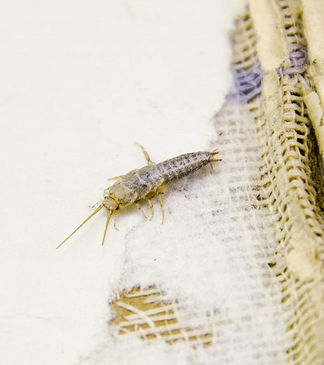 10 Natural Ways To Get Rid Of Silverfish & Prevention Tips