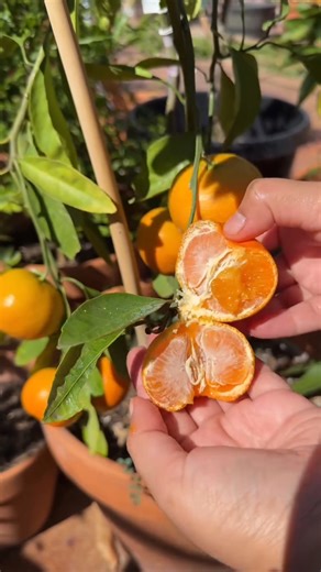 Satsuma seedless orange 🍊 | Nueva Ecija Grafted fruit trees