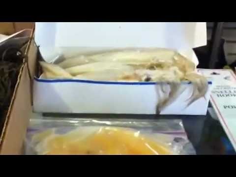 RI Scup Regs 2012; Scup Fishing Basics, Tips for Porgy Fishing Bait, Hooks and Rigs