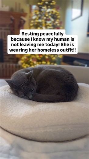 Charlotte | Pet Content Creator 🇺🇸 on Instagram: "The best days ever 😽 #Fblifestyle"