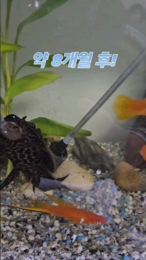 새끼때부터 지금까지 금붕어 키우기 후기