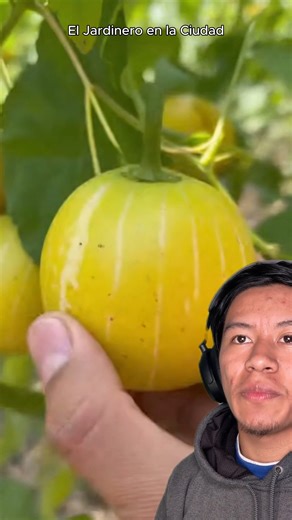 el pepino limon | El Jardinero En La Ciudad