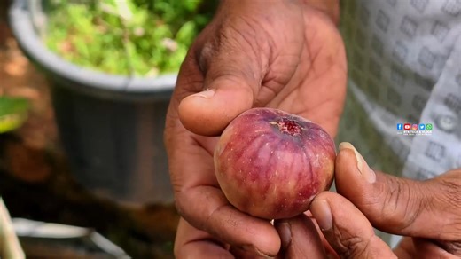 13K views · 53 reactions | "Athi" refers to the plant Ficus racemosa,...