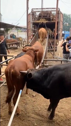 Life on the Cattle Farm: Raising Improved Beef Cattle the Rural Way 🐄🌿 #cow