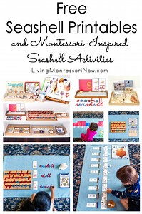 Free Seashell Printables and Montessori-Inspired Seashell Activities - Living Montessori Now