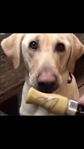 Dog Training with Duck Call Techniques