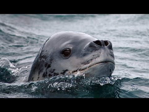 LEOPARD SEALS: Known for their feline features | Oceana