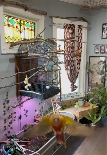 Natural Enrichment Techniques for Sun Conures and Parrots