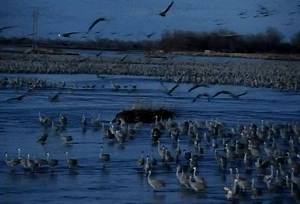 5.7K views · 387 reactions | The Cranes are back! Our viewing blinds tours officially begin tomorrow! Don't miss your opportunity to see this majestic migration and book your spot today! Reserve yours at https://reservations.rowesanctuary.org/Customers/CustomerReservation.aspx | Rowe Sanctuary | Facebook