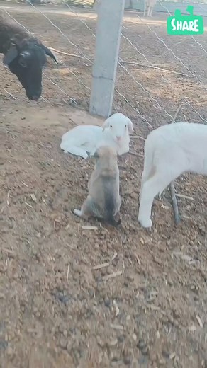 #americancountryside #countrysideusa #usacountryside #unitedstatescountryside #countrysidephotography #countrysidelife #ruralusa #rurallifeusa #smalltownusa #smalltownlifeusa #farmlifeusa #farmhouseusa #countrysidetravel #countrysidevacation #countrysideroadtrip #countrysideadventure #countrysideexplore #countrysideescape #americanfarm #farmersmarkets #farmtotable #foodie #freshfood #homegrown #localfood #sustainablefood #farmlife #agriculture #agritourism #rurallife #sustainableliving #eatlocal