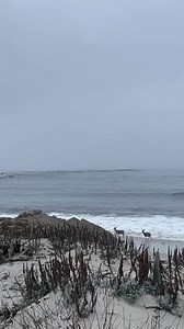 Deer Run and Play Along Beach