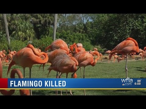 Pinky the flamingo dead after attack