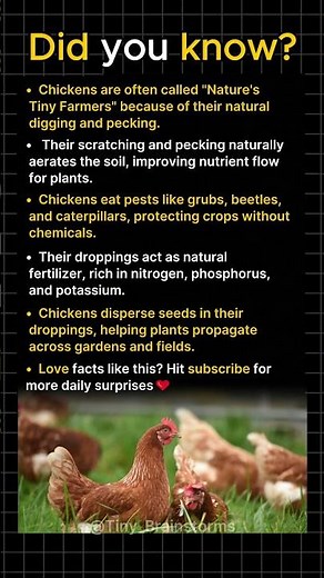 Why Chickens Are Nature’s Tiny Farmers
