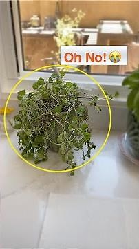 RESCUE Over Watered Potted Plant! Repot Oregano Plant That's Dying! 😭 Shirley Bovshow (#shorts)