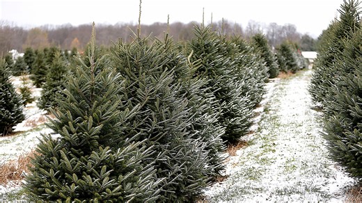 Want to cut your own Christmas tree this season? Here's where to saw yours down in Savannah