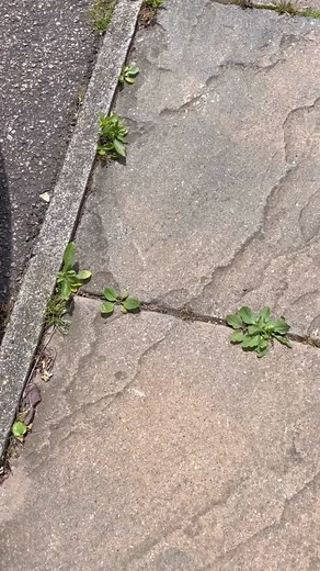1.8M views · 3.5K reactions | This editor approved garden hack from @nancy.birtwhistle is the perfect way to get rid of your weeds effectively & cheaply using things from your kitchen  1. Pour boiling water over your weeds 2. Sprinkle salt over them 3. Wait a few days ⏰ and you should be able to pull them easily out of the ground | Ideal Home | Facebook
