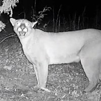 Lion Confirmed in Tennessee!