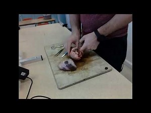 To dissect, display and identify parts of sheep’s heart